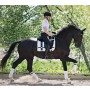 Equestrian Stockholm Dressage Saddle pad No Boundaries weiss
